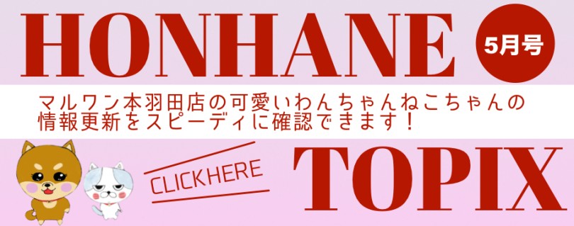 【 HONHANE トピックス5月版 】マルワン本羽田店の5月の情報配信を確認！
