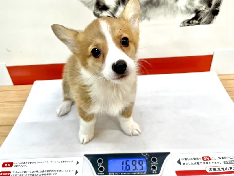 成犬時の予想体重は9～13kg | ウェルシュコーギーペンブローク （18-89） - 横浜 元町店