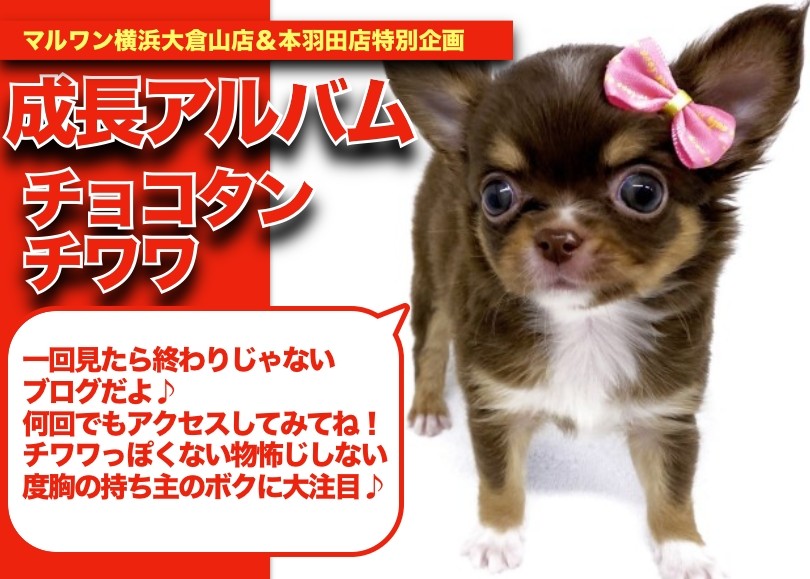 記内(大)　NＴ-31 記内(大) NT-31