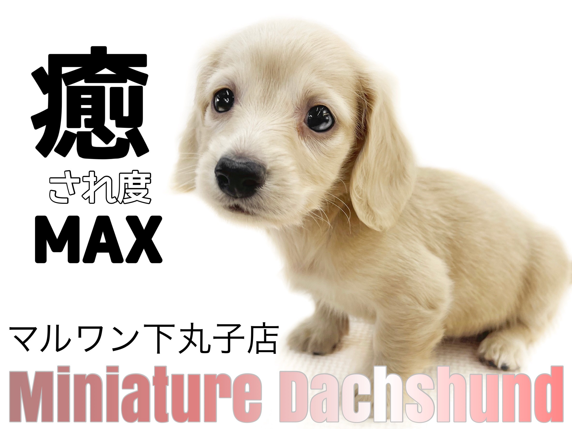 ミニチュアダックスフント 】優しい毛色とマッチした甘えん坊な癒し系
