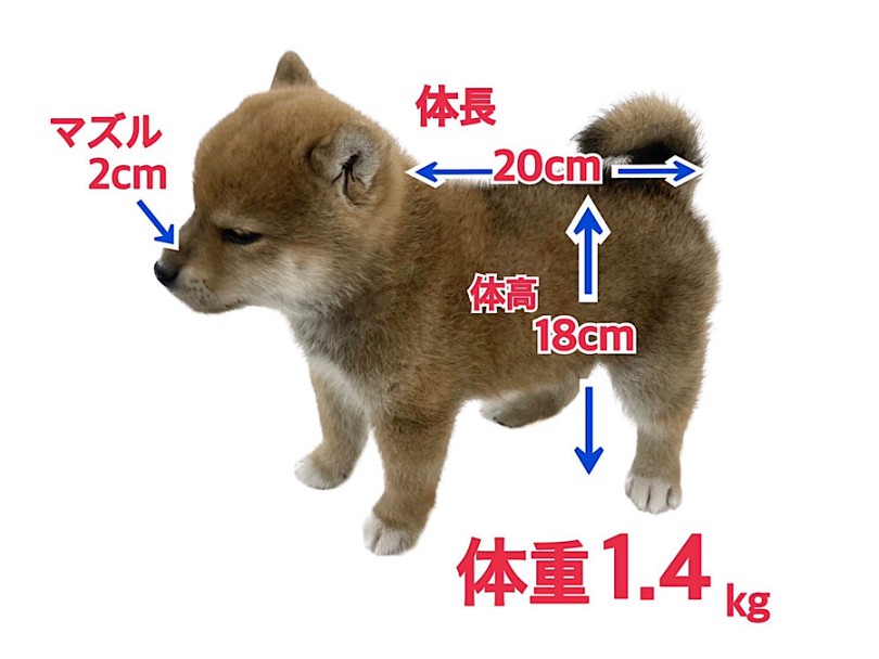 成犬時6.0から10.0kgと予想 | 柴犬 （03-36） - 横浜 港北ニュータウン店