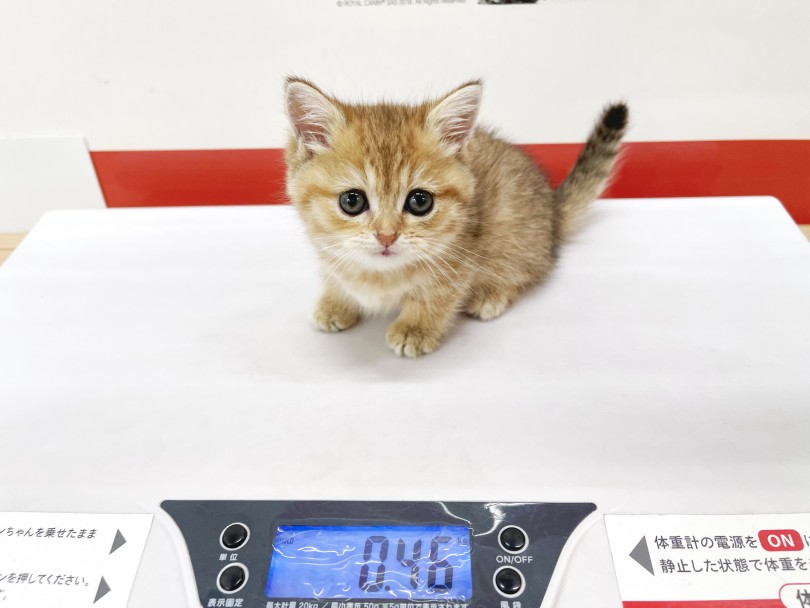 成猫時の予想体重は2～5kg | マンチカン （18-111） - 横浜 元町店