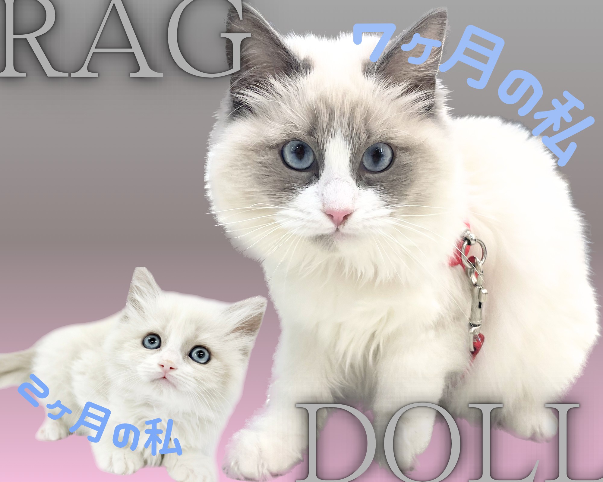 ラグドール 】生後7ヵ月になって更に美しく成長したぬいぐるみ猫