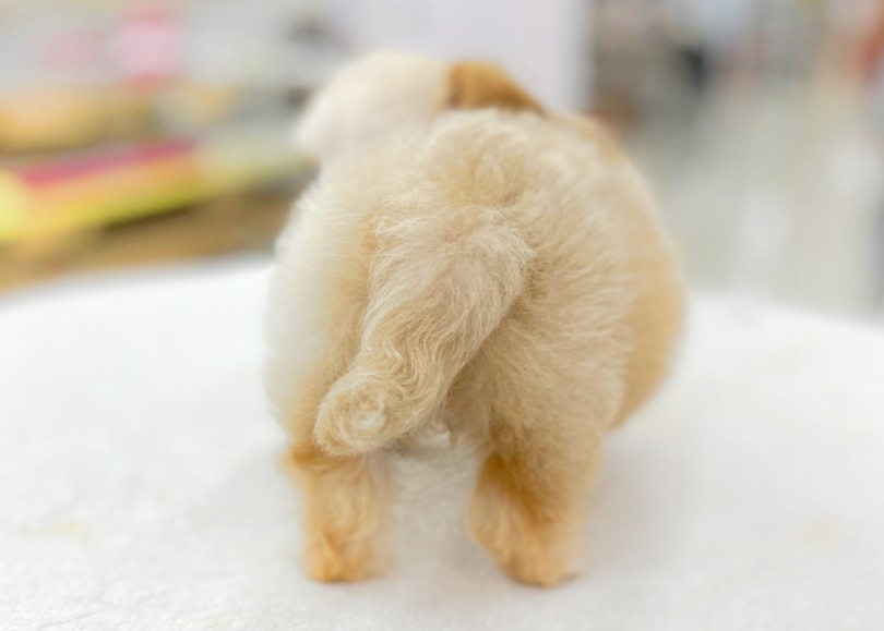 ボリュームある丸いシルエット！ | MIX犬 チワプー （06-58） - 横浜 大倉山店