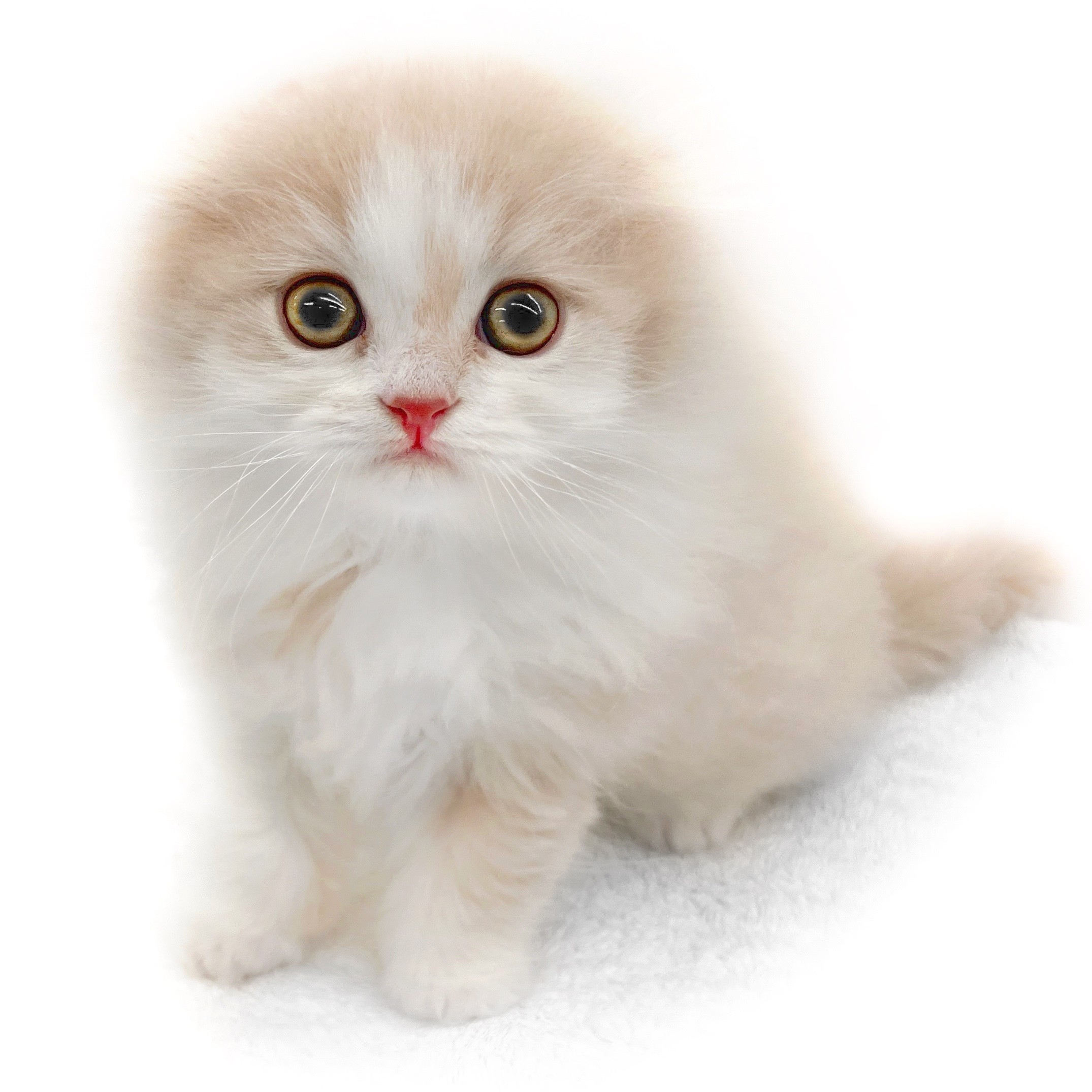 スコティッシュフォールド | ペットショップ マルワン 小さめ子犬 美形