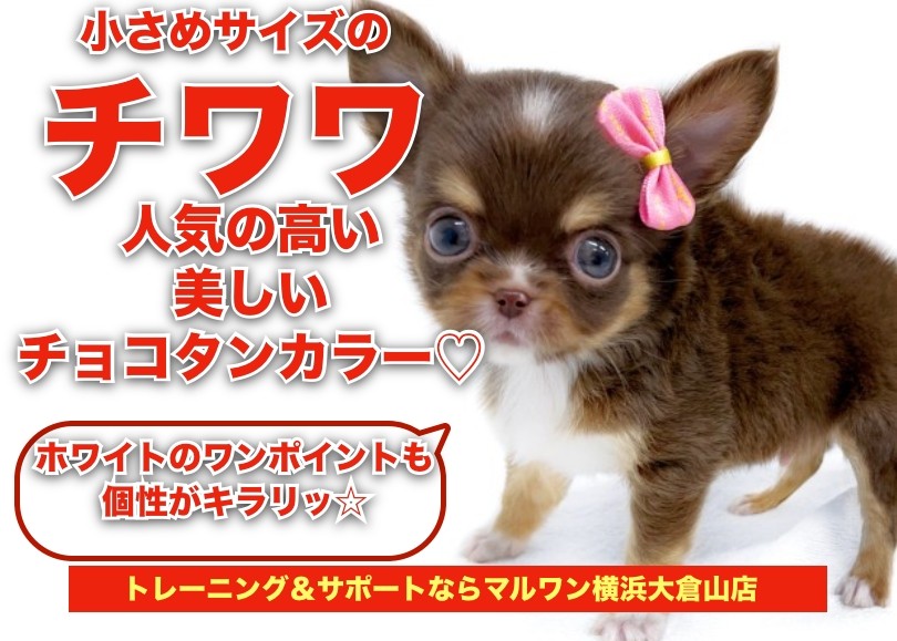 チワワ 】ホワイトのポイントで個性がキラリ！小さめサイズの