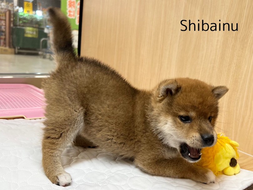 全体的に濃いめの赤 | 柴犬 （03-36） - 横浜 港北ニュータウン店