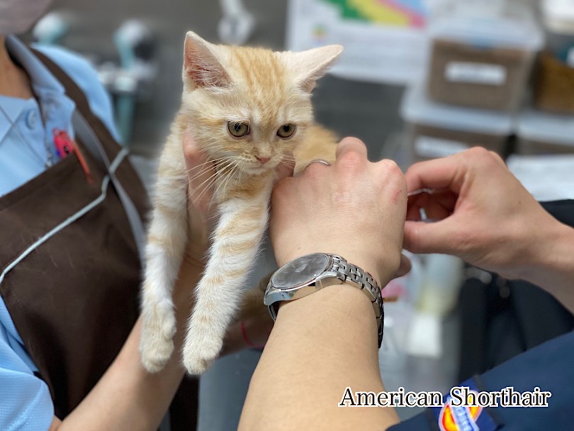 愛猫を病気にさせないために | アメリカンショートヘア  （03-29） - 港北ニュータウン店