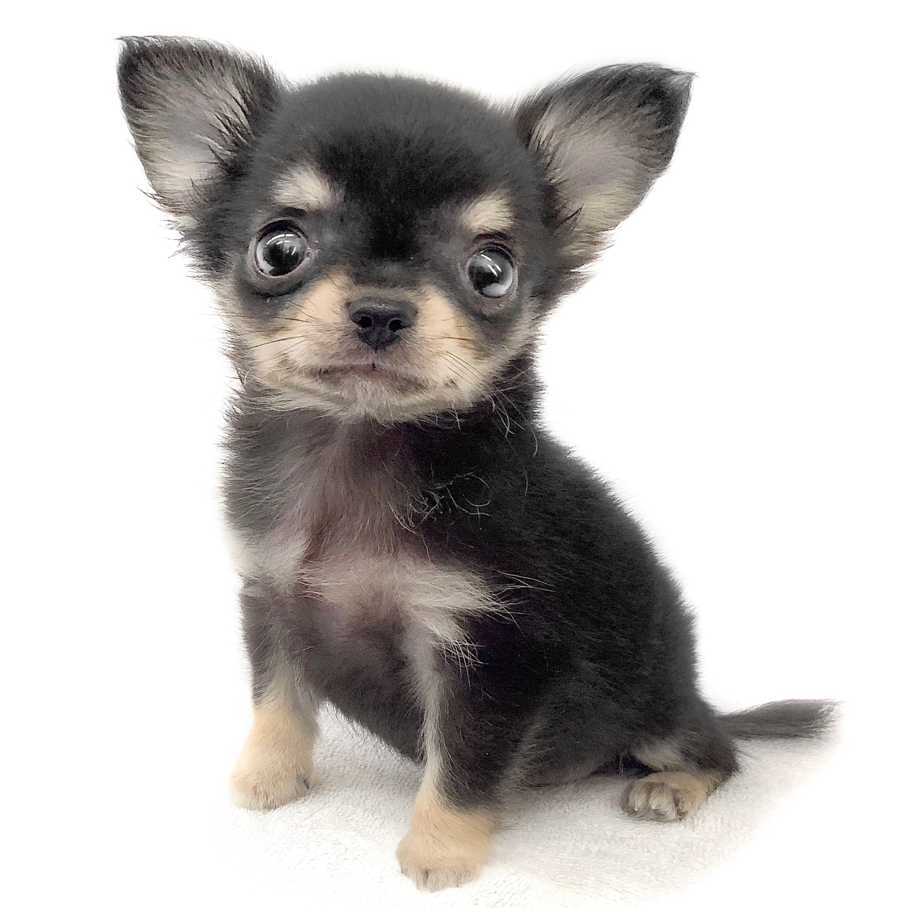 □wantoさま専用愛犬チワワちゃんオーダー確認用ページ□ハンドメイド 小型犬 □wantoさま専用愛犬チワワちゃんオーダー確認用ページ□ハンドメイド