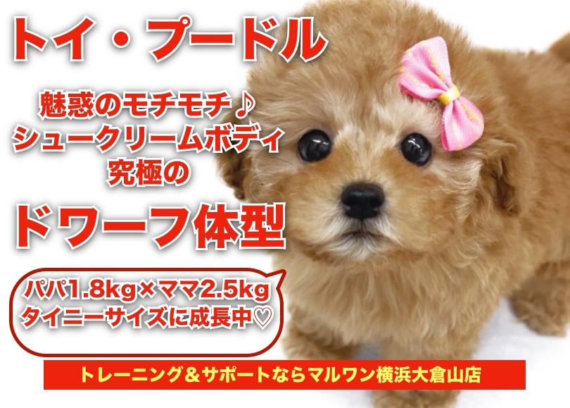 トイプードル 】濃いめアプリコット！人気の高いドワーフ体型の