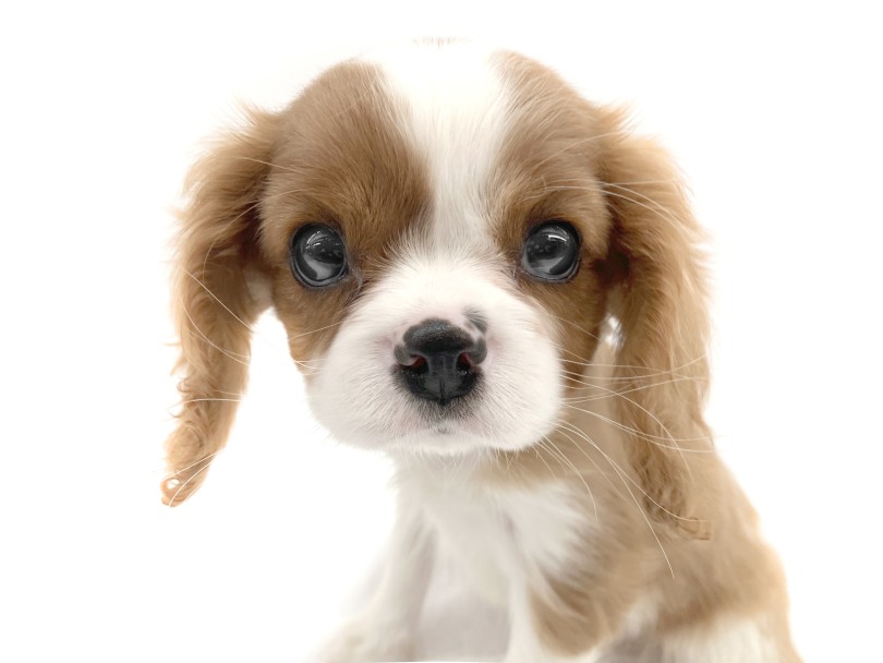 整った可愛い顔 美犬です。 | キャバリア・キングチャールズ・スパニエル （10-24） - 東日暮里店