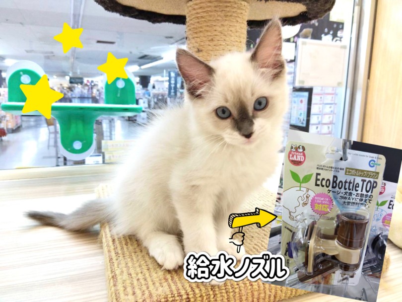 猫ちゃんの水飲み事情 | ラグドール （19-46） - 東川口店