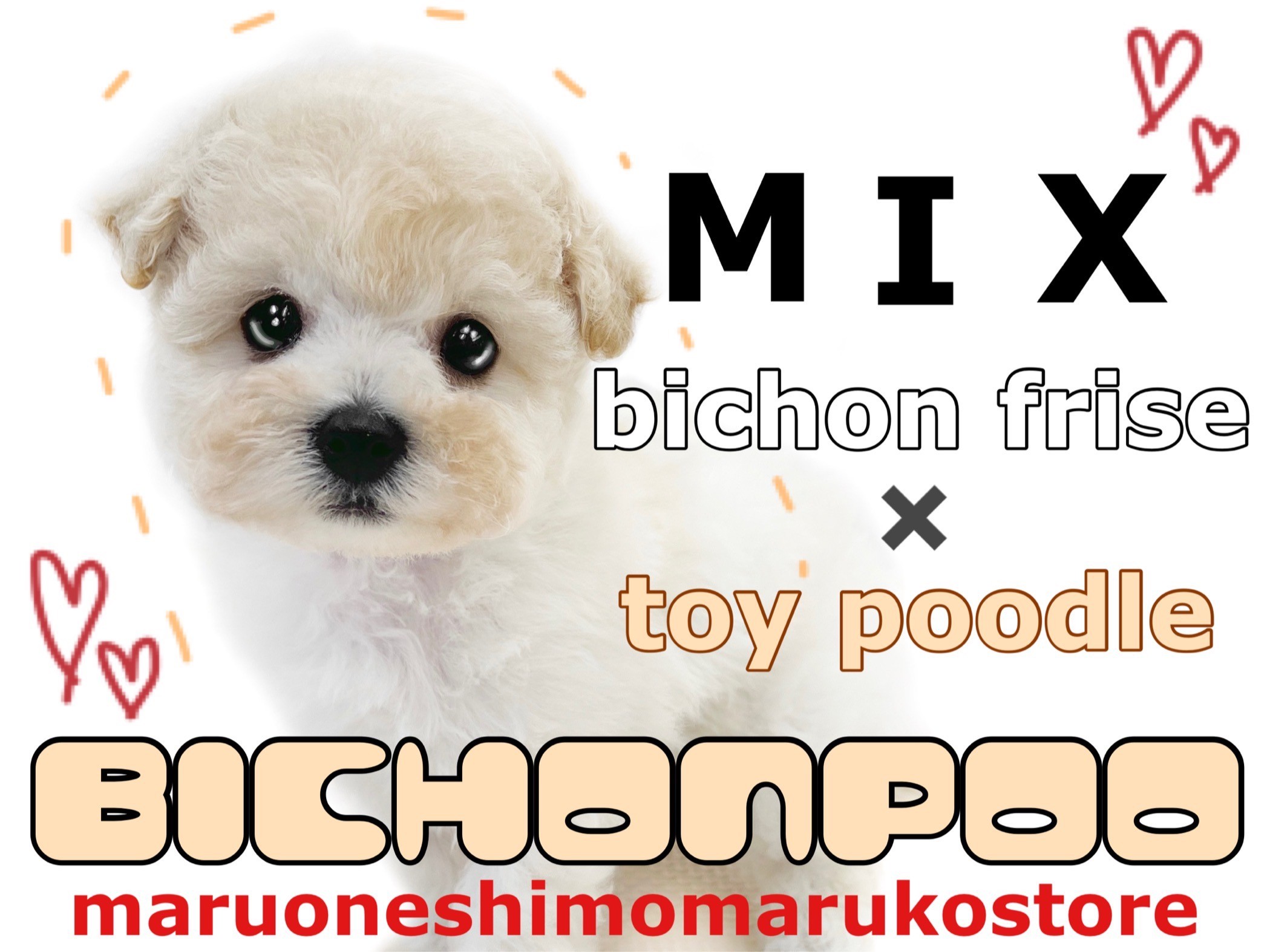 MIX 】両親はビションフリーゼとトイプードル！淡い毛色と甘い性格に