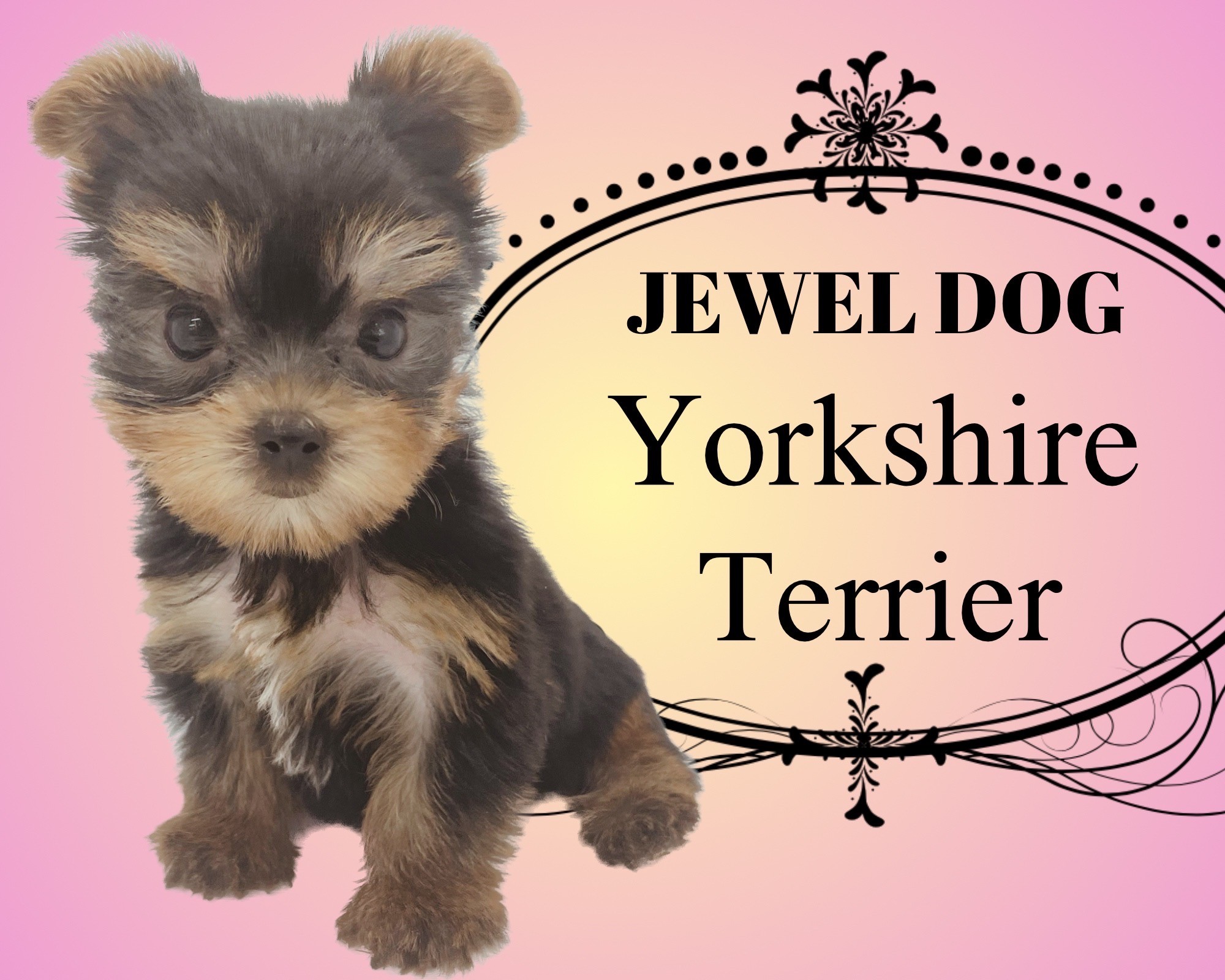 アートドール ヨークシャテリア 【公式通販】