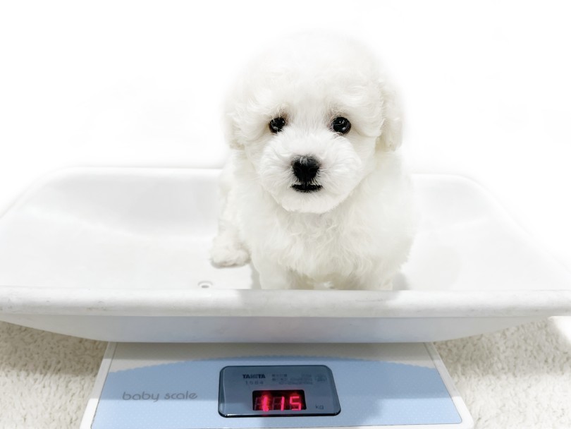 成犬時の予想体重は5~6kgほど | ビションフリーゼ （02-22） - 横浜 白楽店