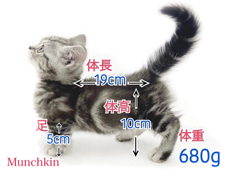 成猫時体重は2.5kg~5.0kgと予想 | マンチカン （03-42） - 横浜 港北ニュータウン店