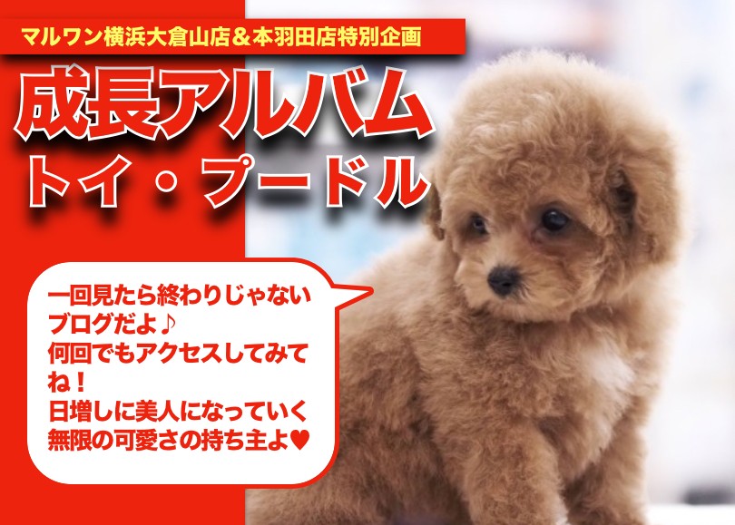 お値下げしました。送料込み♡トイプーアプリコットちゃん♡ トイプーちゃんの成長アルバム 】濃いめのアプリコットカラー