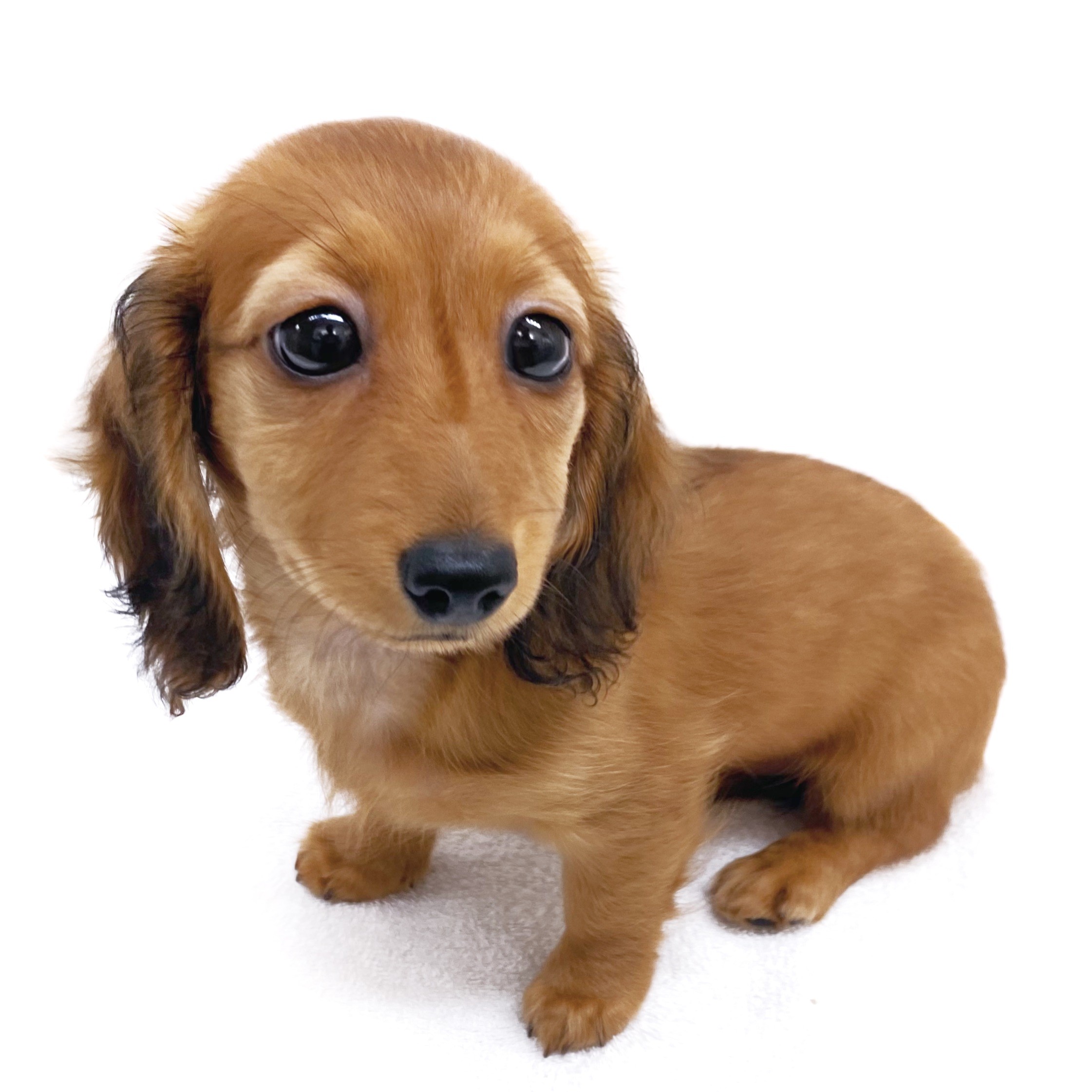 なめこページ❣️ミニチュアダックス ミニチュア・ダックスフント | ペットショップ マルワン 小さめ子犬