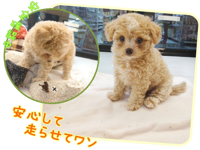 お迎え後の「ワン」ポイント 滑らない環境を!! | MIX犬 チワプー （04-53） - さいたま 武蔵浦和店