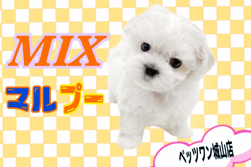 もふもふ小さめマルプーちゃん MIX 】大人気すぎる！マルプーちゃんをご紹介しちゃいます