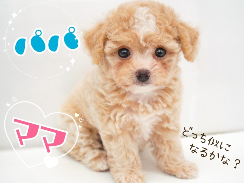 小型犬人気の1位、2位を占める両親のいいとこ取り | MIX犬 チワプー （04-53） - さいたま 武蔵浦和店