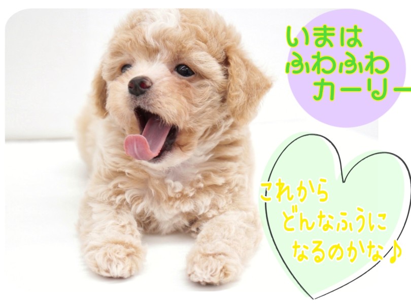 お迎え後の「ワン」ポイント 子犬と成犬で変わる毛質 | MIX犬 チワプー （04-53） - さいたま 武蔵浦和店