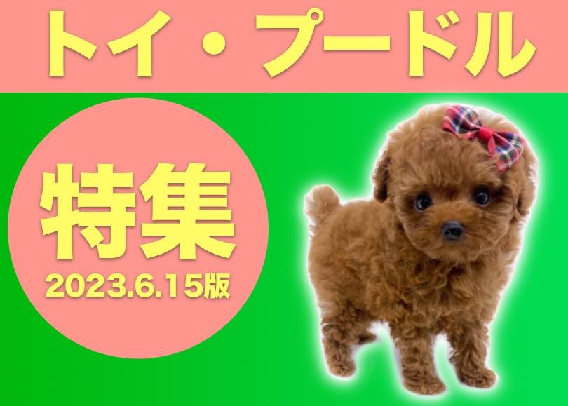 トイプードル特集】6/15日現在在店のカワイコちゃん達！トイプードルを