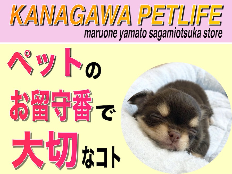 オーダー受付　お留守番わんこ　4/10 オーダー受付 お留守番わんこ 4/10 オーダー受付 お留守番わんこ 4/10