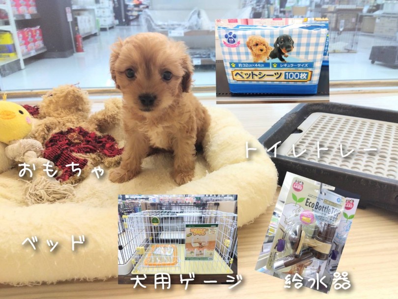 安心して寝られる場所を用意してあげましょう！ | MIX犬 キャバプー （19-55） - 東川口店