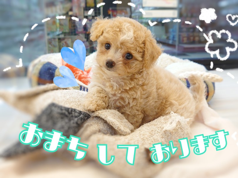 まずは一度チワプーくんに会ってみてくださいませ | MIX犬 チワプー （04-53） - さいたま 武蔵浦和店