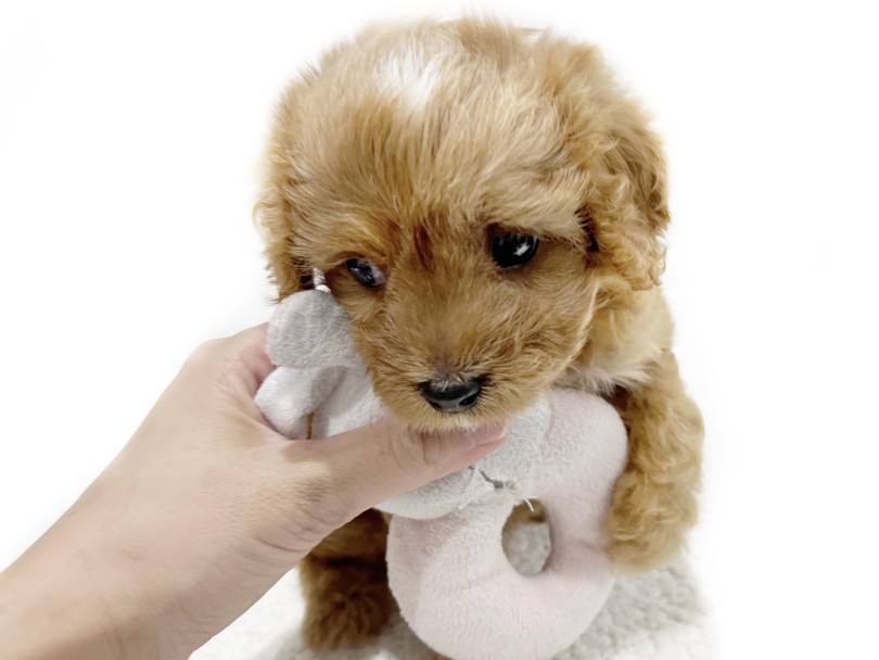 初めてのおもちゃに興味津々！ | MIX犬 キャバプー （02-27） - 横浜 白楽店