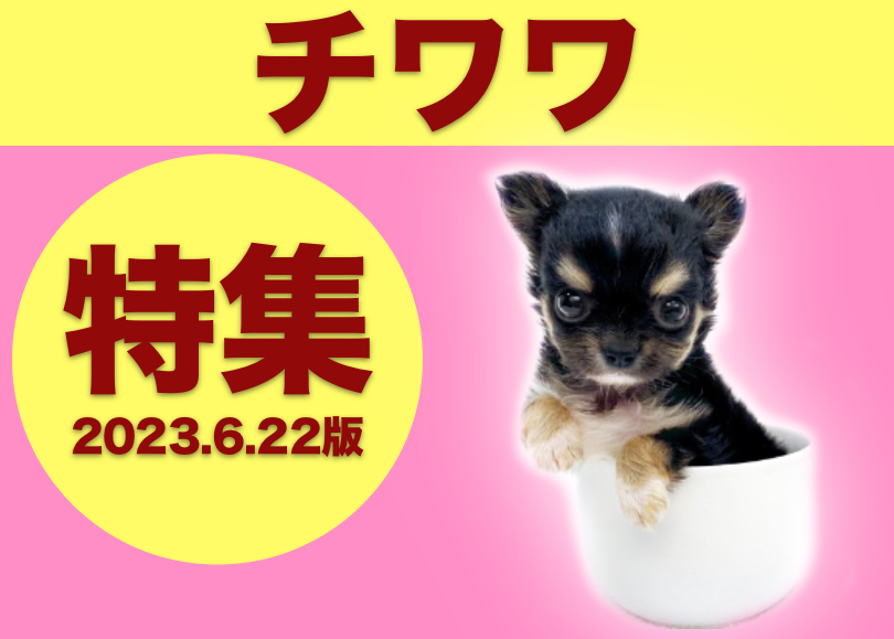 チワワ特集 】6/22現在在店中の世界最小犬！愛らしさ満点のチワワ