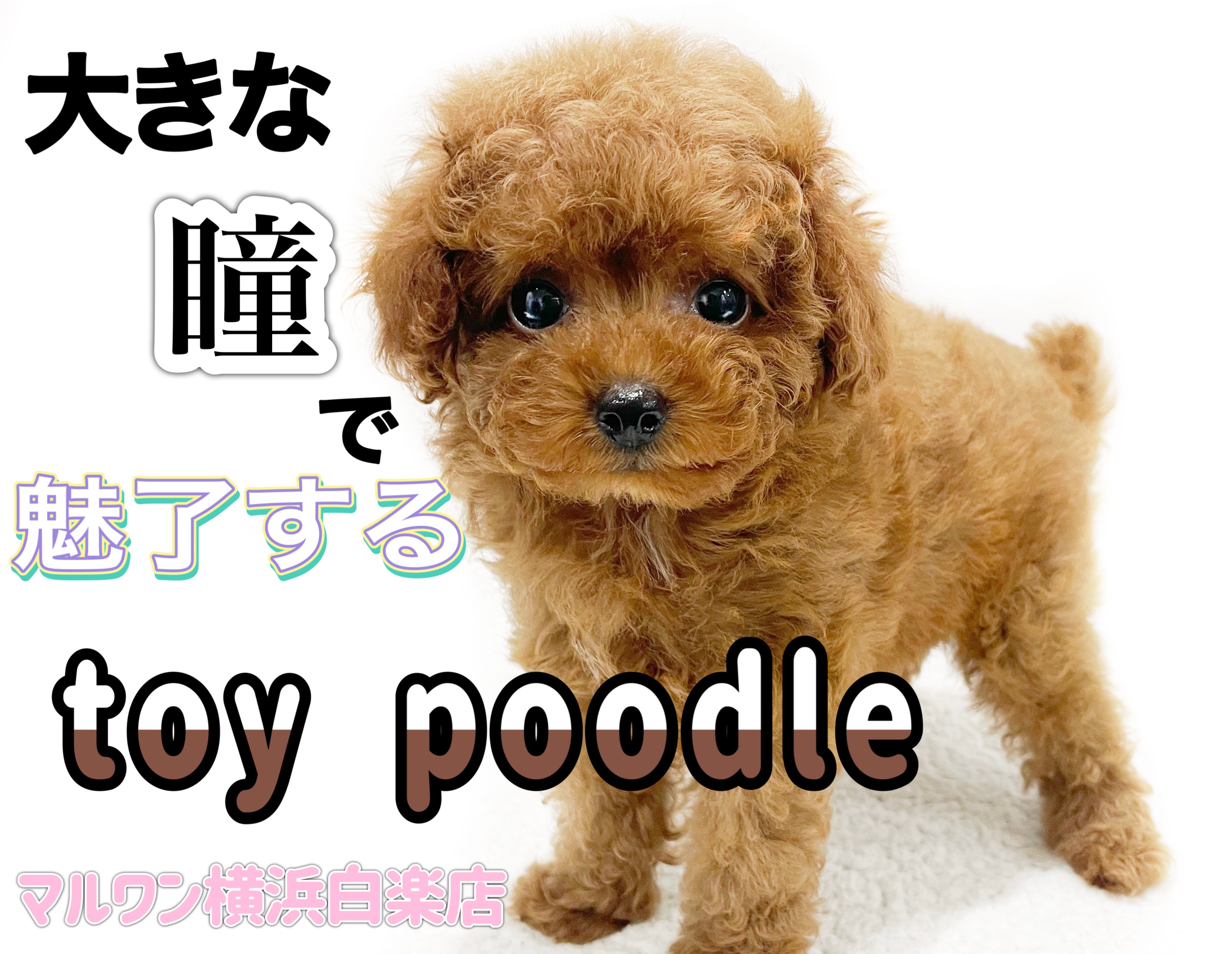トイ・プードル 】アイドル級の大きな瞳がポイント！小さめサイズの