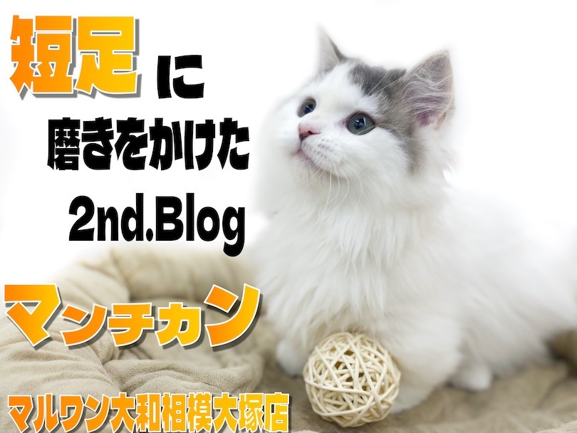 マンチカン 】生後4ヶ月目で更に磨きをかけた超短足！甘えん坊な性格も