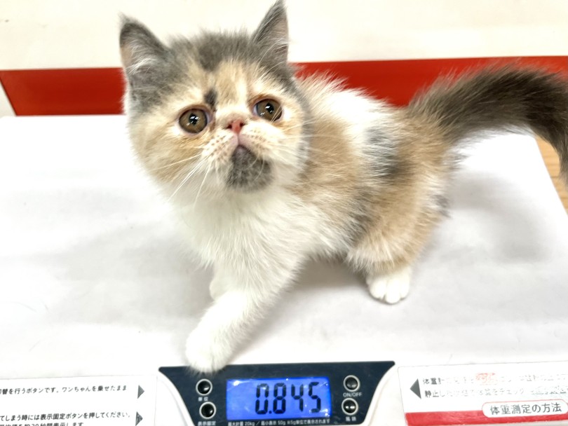 成猫時の予想体重は3～6kg | エキゾチック （18-116） - 横浜 元町店
