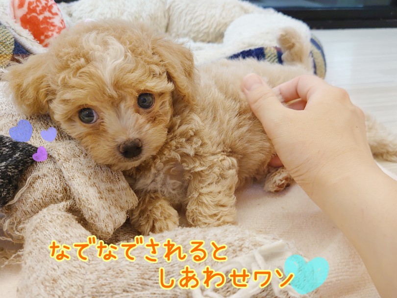 愛情深くフレンドリー | MIX犬 チワプー （04-53） - さいたま 武蔵浦和店