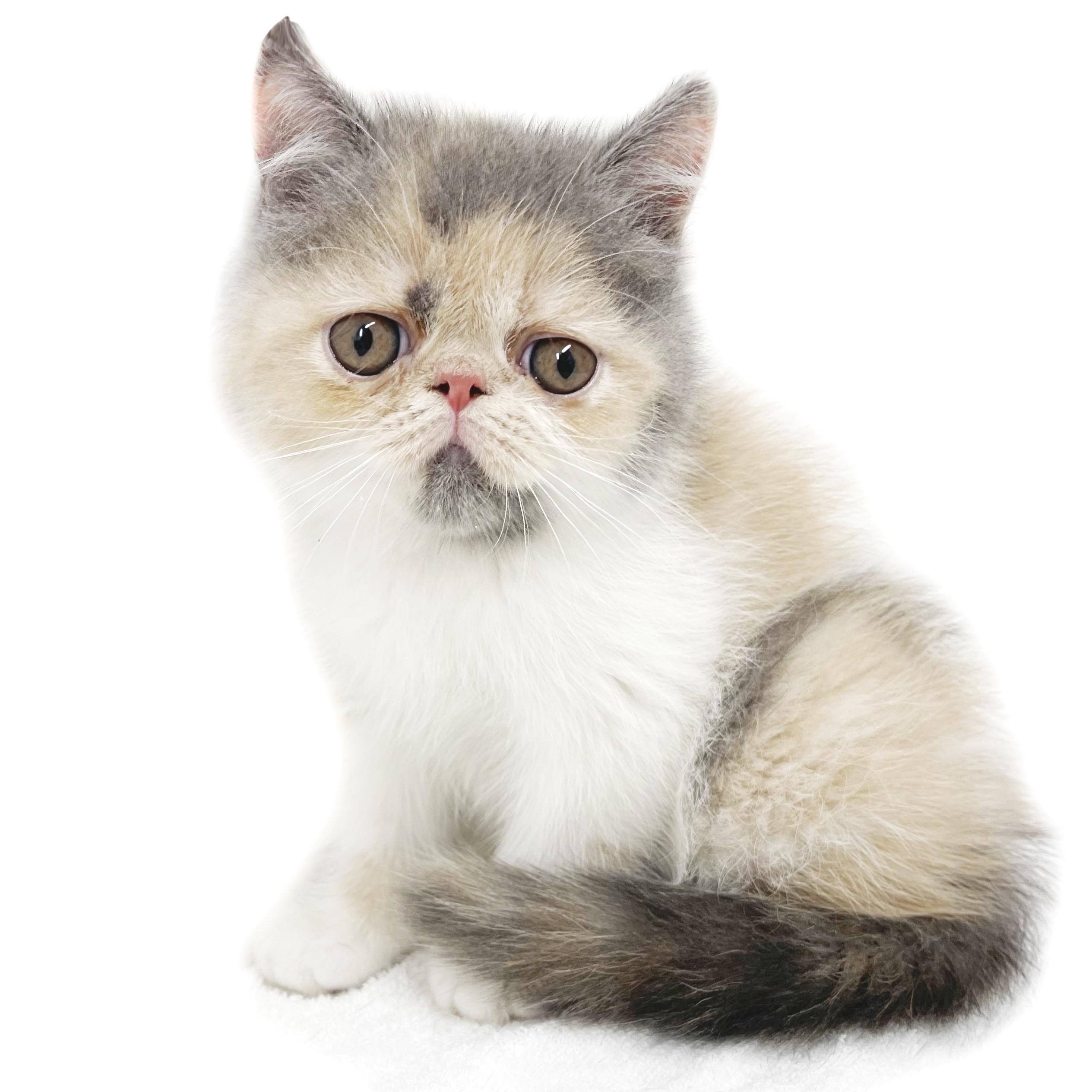 エキゾチック | ペットショップ マルワン 小さめ子犬 美形な子猫