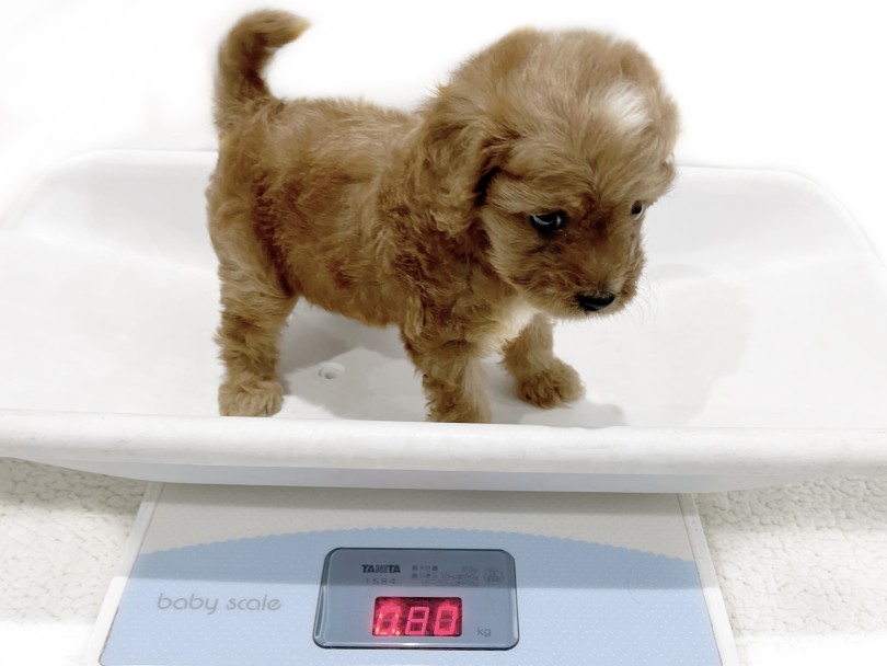 2023年6月2日時点での体重は800g | MIX犬 キャバプー （02-27） - 横浜 白楽店