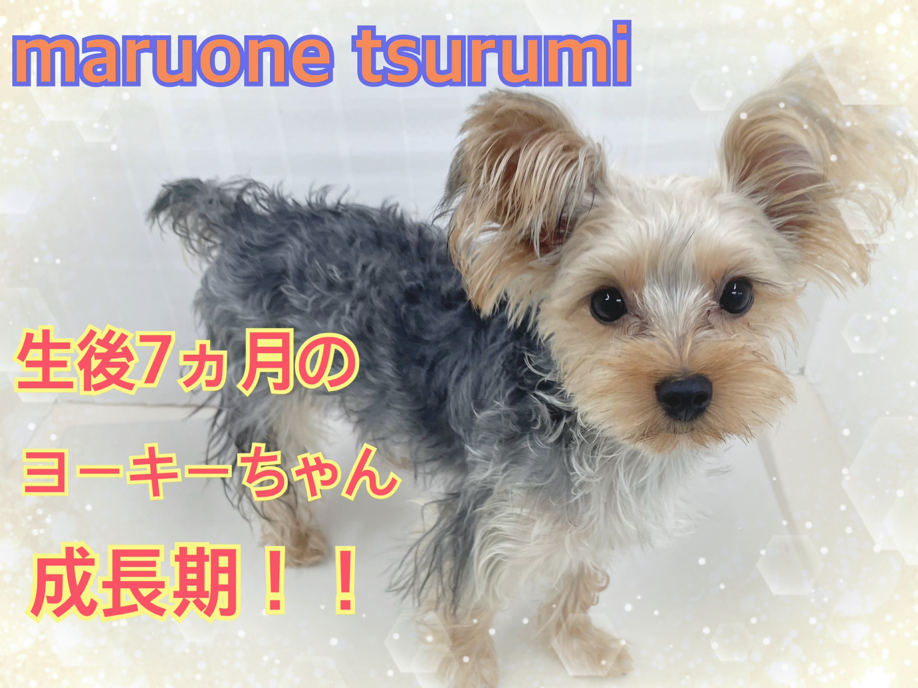 ヨークシャーテリア 】生後7ヵ月にして2kg台！小ぶりに成長中