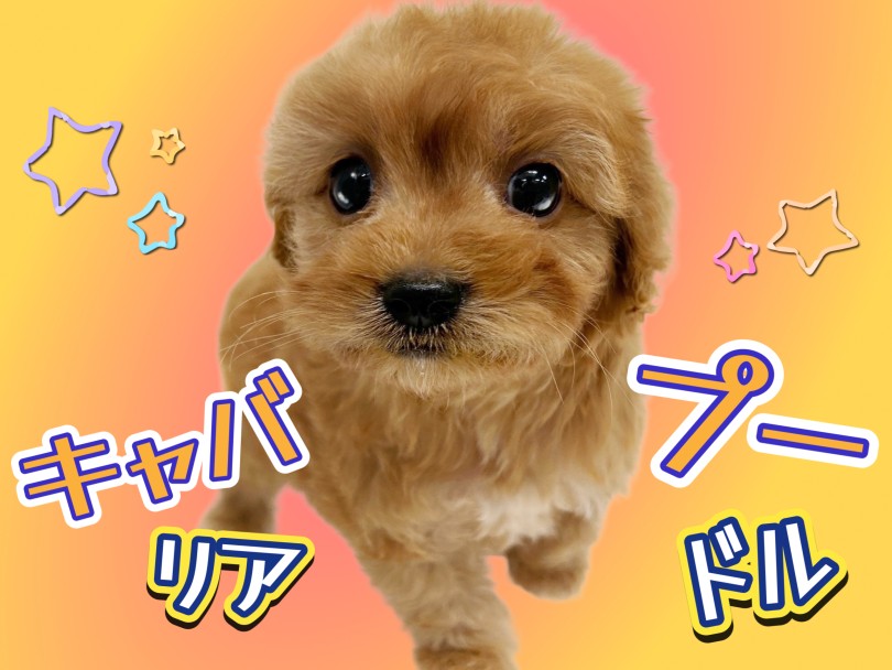 【 MIX犬 】人気急上昇のキャバリアMIX！希少なキャバプーちゃんの登場！