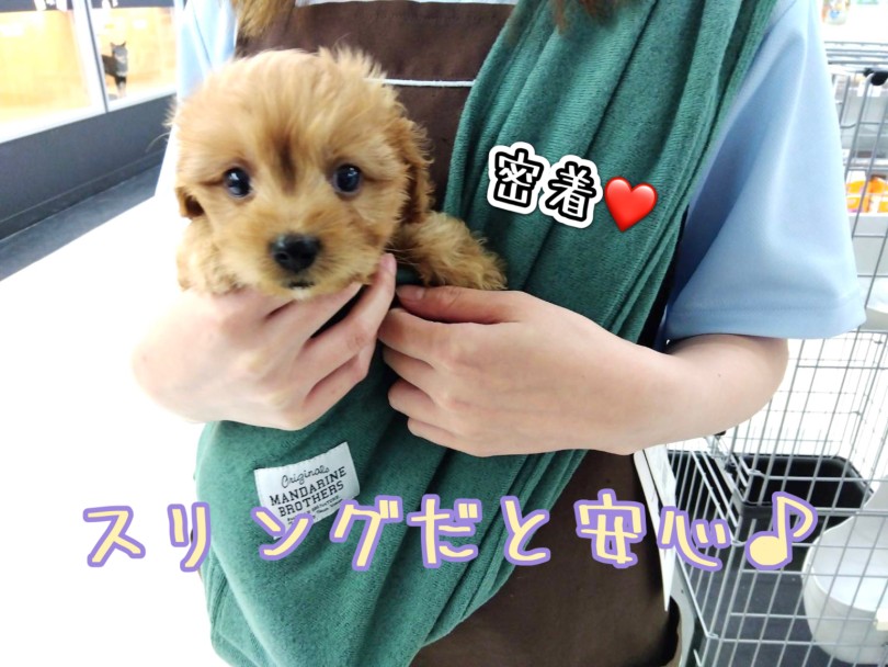 色んな環境に馴れさせるパピートレーニング | MIX犬 キャバプー （19-55） - 東川口店