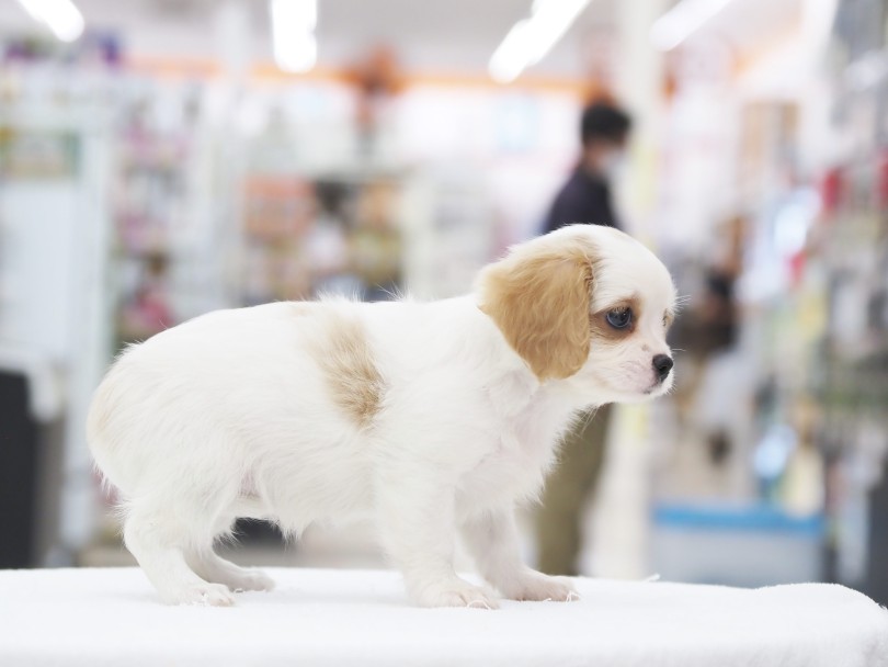 ムチッとした体つきは健康の証拠です♡ | MIX犬 マルキャバ （06-68） - 横浜 大倉山店