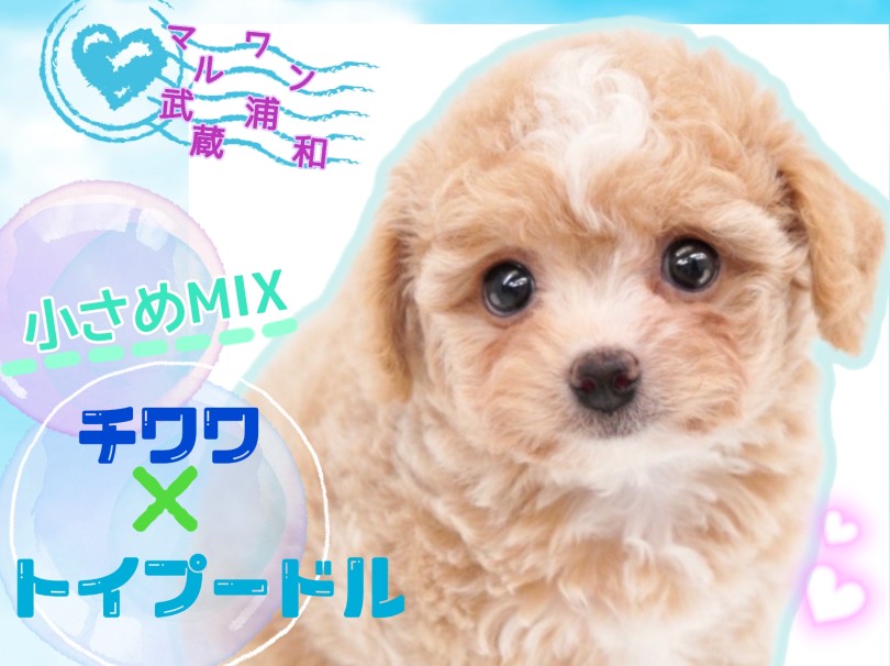 【 MIX チワプー 】MIX犬の最小サイズ！くりくりな瞳とふわふわさにひとめぼれ