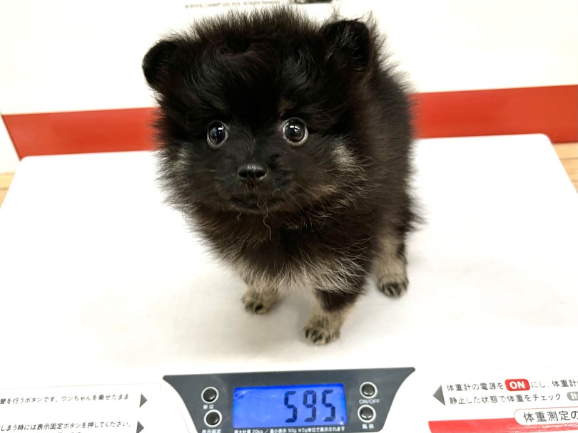 成犬時の予想体重は2~4kgと予想 | ポメラニアン （18-138） - 横浜 元町店