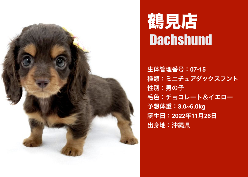 ダックスフント特集 】7/6現在在店中の胴長短足の大人気犬種！ダックス