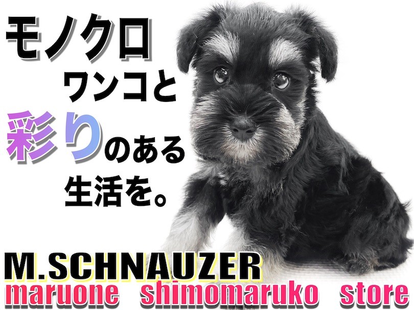 ミニチュアシュナウザー 】幼顔の甘えん坊！モノクロわんこと彩りのある生活を！ | マルワンBLOG | ペットショップ マルワン 小さめ子犬  美形な子猫 初心者安心のサポート