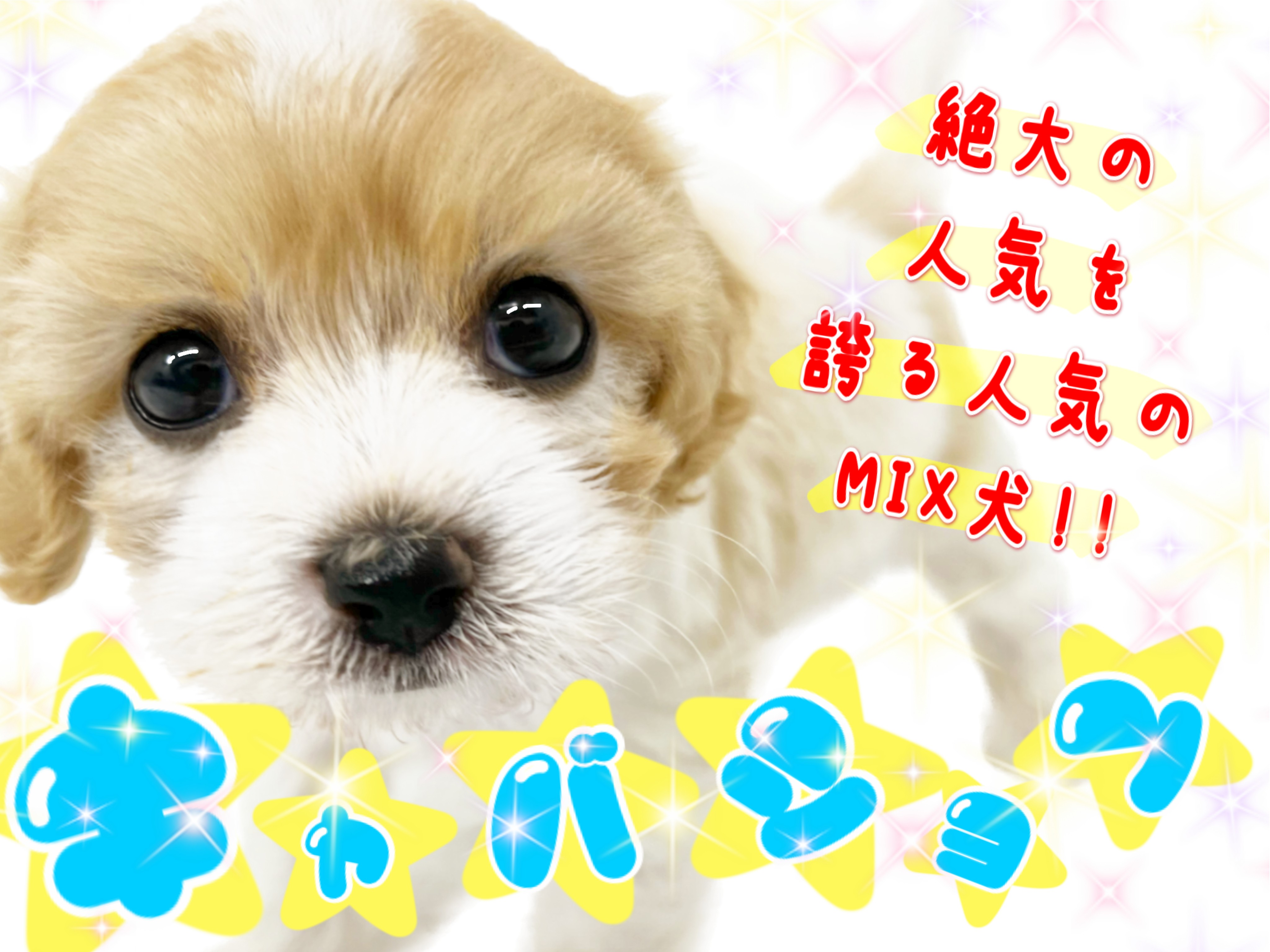 キャバション 】横浜元町に降臨！圧倒的アイドルわんこ！【 MIX