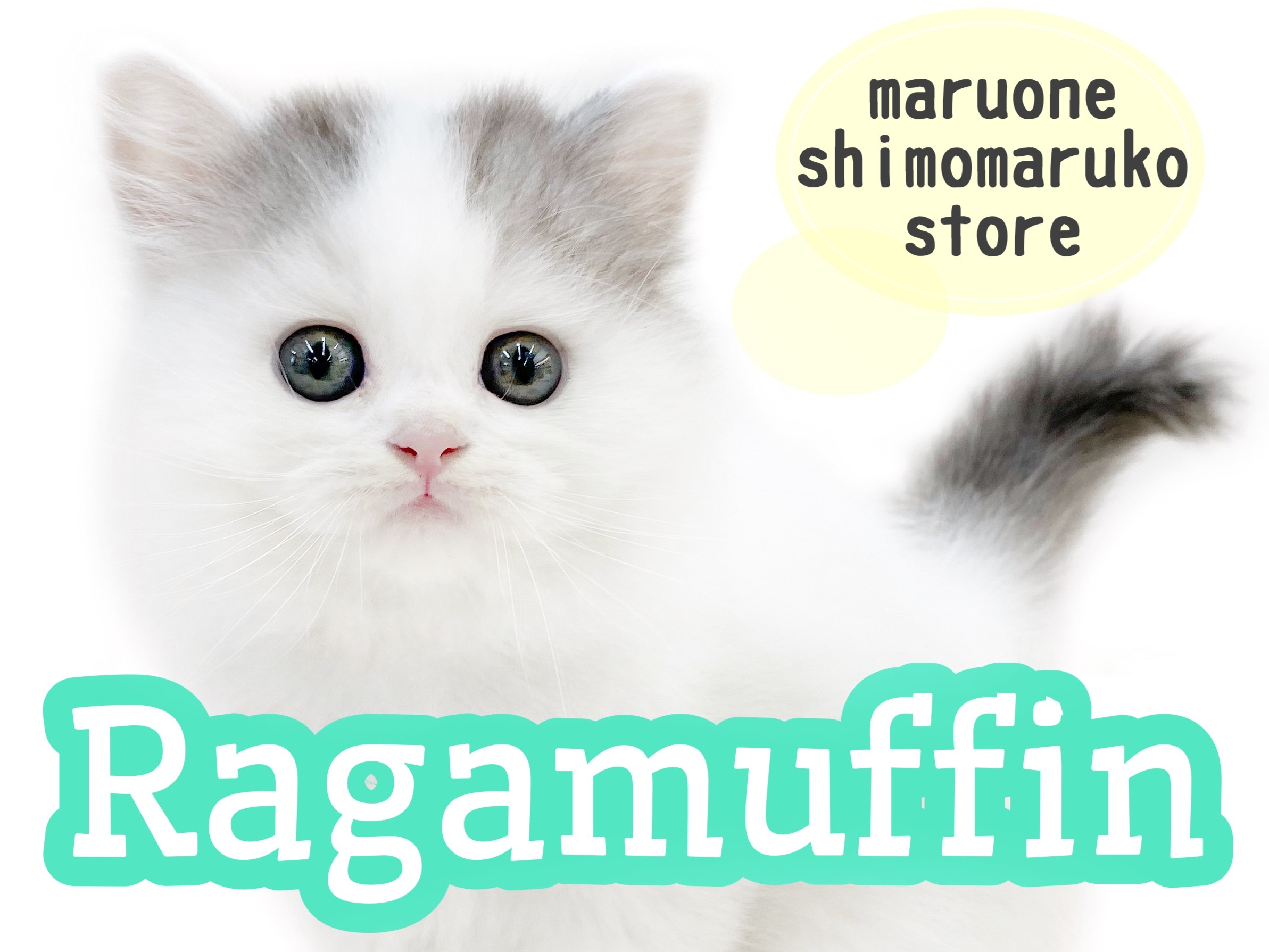 ラガマフィン 】まるでぬいぐるみ？穏やかな性格で懐っこい子猫が