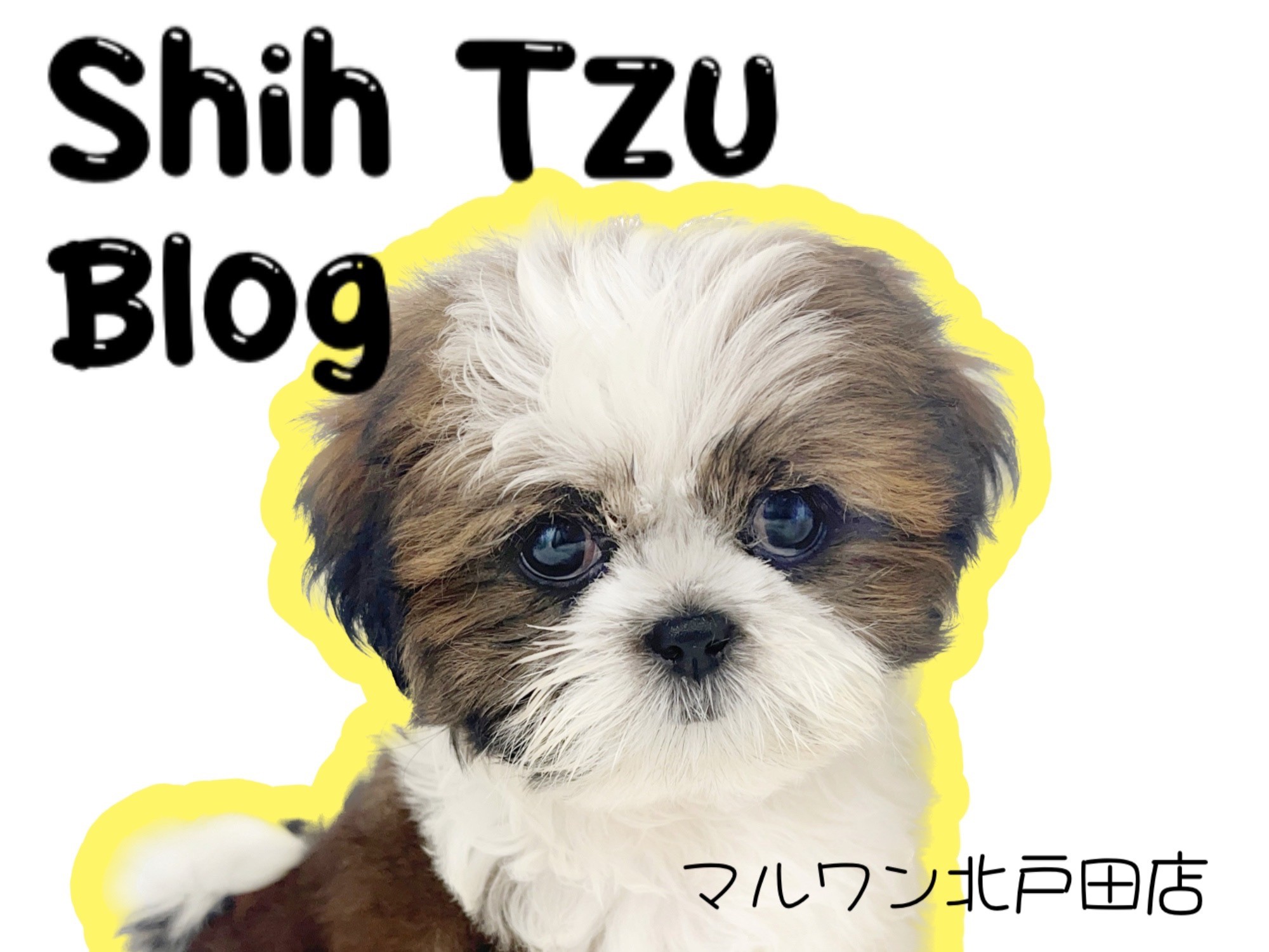 シーズー 】ペちゃ顔好きさんが声を上げるほどの可愛さMAXシーズー