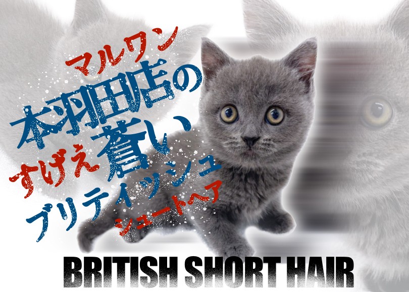ブリティッシュショートヘア 】ぷっくりホッペの甘えん坊ブルー